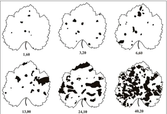 Figura 1 - Escala diagramática da mancha de isariopsis da videira, indicando os níveis de 1,60; 3,20; 6,60; 13,00; 24,10 e 40,24% de severidade da doença.