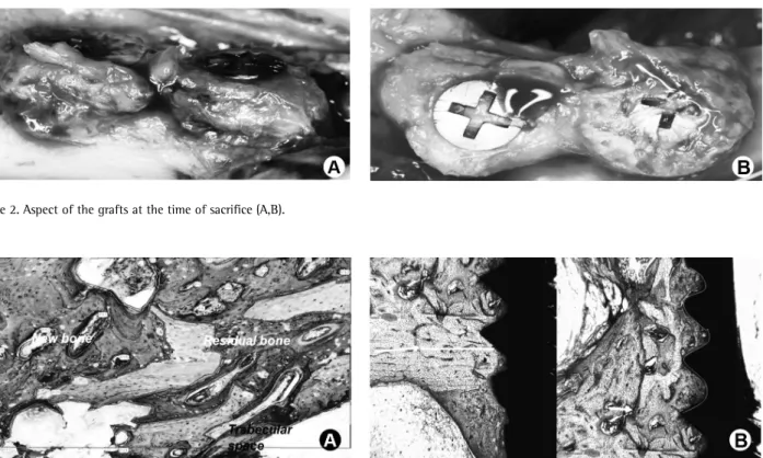 Figure 2. Aspect of the grafts at the time of sacrifice (A,B).