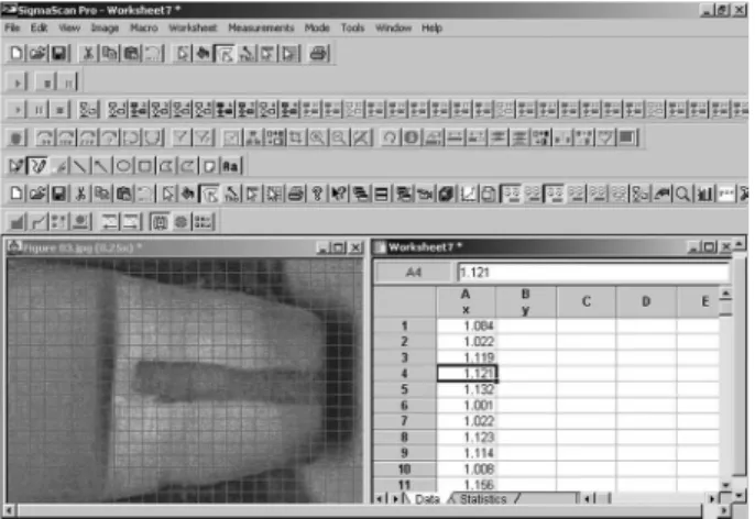 Figure 2. Measurement of trace infiltration by the software SigmaScan®.