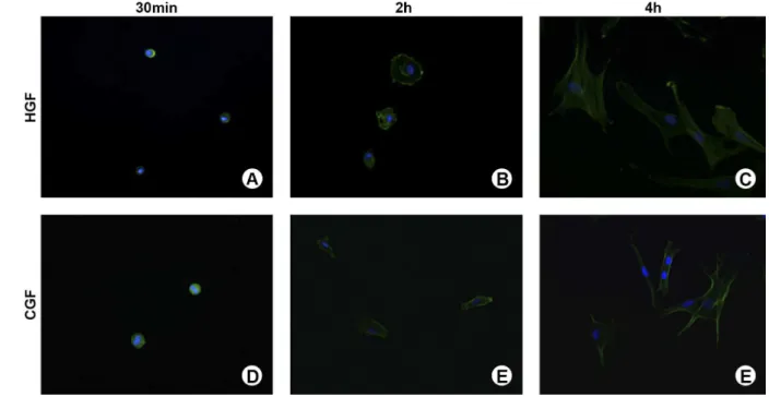 Table 1. Quantitative analysis (mean ± SD) of cell adhesion (%) of HGF and CGF at 30 min, 2 and 4 h