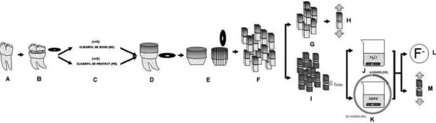 Figure 1. Experimental design. (A) Human molars. (B) Superficial exposed dentin. (C) Teeth were bonded with SE or PB