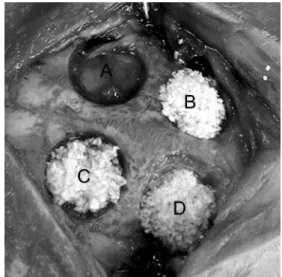 Figure 1. Defects in the parietal bone patterned and filled with graft  materials. A: Control, B: Straumann ® Bone Ceramic, C: Bio-Oss ®  and D: 