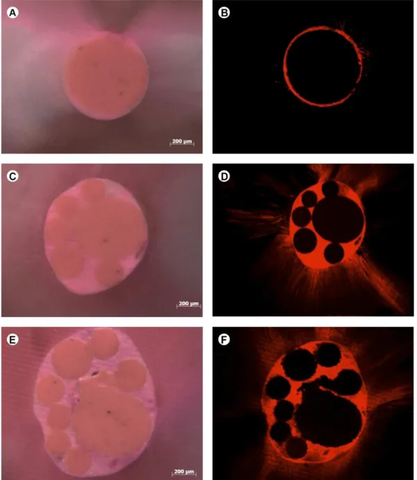 Figure 1. Mean values of the sealer penetration (%) into the dentinal  tubules in each canal section proportioned by the different groups.