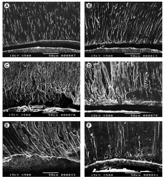 Figure 1. Scanning electron micrographs of the surface of the non-weakened specimens (A, B, C) and specimens reinforced with composite resin light  activated with QTH-600 (D, E, F)
