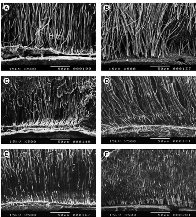 Figure 2. Scanning electron micrographs of the surface of the specimens reinforced with composite resin light activated with LED-800 (A, B, C) and  with LED-1500 (D, E, F) that presented long and thin tags in the interface (500× magnification).