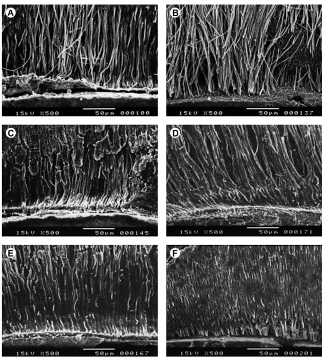 Figure 2. Scanning electron micrographs of the surface of the specimens reinforced with composite resin light activated with LED-800 (A, B, C) and  with LED-1500 (D, E, F) that presented long and thin tags in the interface (500× magnification).