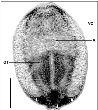 Figura 1 - Fotomicrografia de uma metacercária livre de diplostomídeo,  in toto, vista ventral: VO  -ventosa oral; A – acetábulo; OT – órgão tribocítico