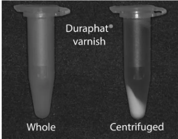 Figure 1. Whole and centrifuged Duraphat® varnish used in the  experiment. Note the precipitation of NaF particles by centrifugation,  while in the cloudy whole varnish, they are dispersed in the matrix.