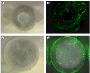 Figure 2. A and C: a stereomicroscope at 40× magnification at the  apical region; B and D: a confocal laser-scanning microscope at the  medium region