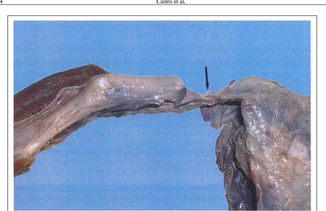 Figura 2 - Cordeiro apresentando a região pélvica e os membros posteriores unidos à porção anterior do corpo somente por tecido conjuntivo e tecidos musculares atróficos (seta).