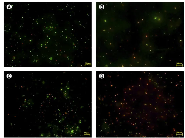Figure 2. Bacterial viability of P. gingivalis ATCC 33277. Green fluorescent bacteria are alive and red fluorescing bacteria are dead