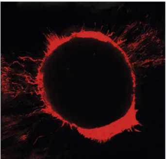 Figure 3. Confocal microscopic image with the four points standardized  for linear gauge