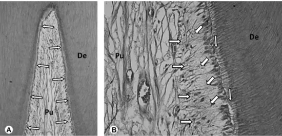 Figure 1. Intact control. A: General view of the coronary pulp chamber (Pu). A thin layer of predentin is present between the continuous odontoblast  layer (arrows) and the tubular dentin (De)