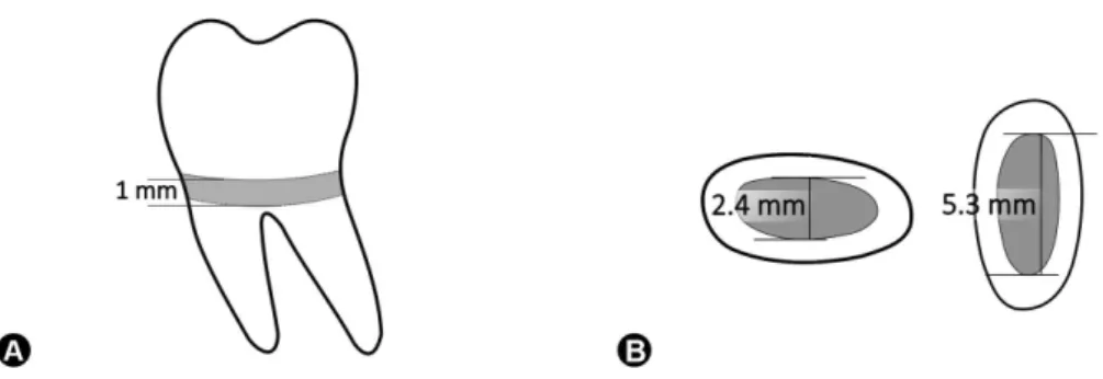 Figure 1. Diagram depicting the overall scheme for the model systems used here. A: 1-mm thick tooth slices were prepared from the cervical region  of human third molars
