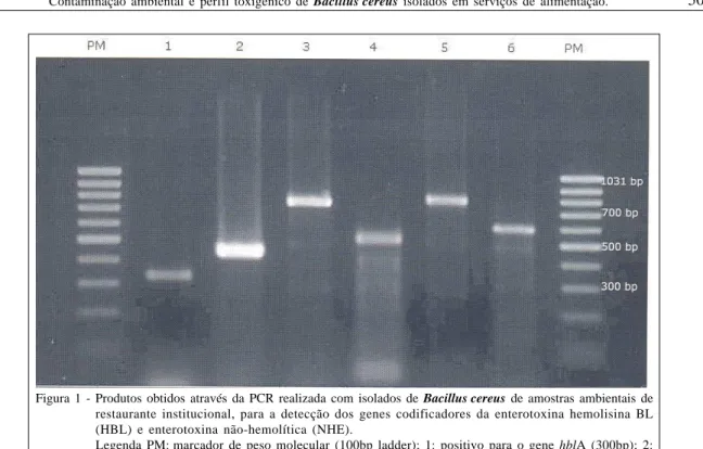 Figura 1 - Produtos obtidos através da PCR realizada com isolados de Bacillus cereus de amostras ambientais de restaurante institucional, para a detecção dos genes codificadores da enterotoxina hemolisina BL (HBL) e enterotoxina não-hemolítica (NHE).