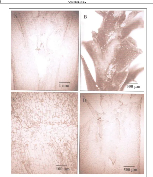 Figura 1 - Microenxertias em Araucaria angustifolia; A) Garfagem de topo no hipocótilo, a fenda aberta dificulta a conexão entre os tecidos do microenxerto e do porta-enxerto, 30 dias após a microenxertia; B) Garfagem do topo (fenda cheia) no caule, presen