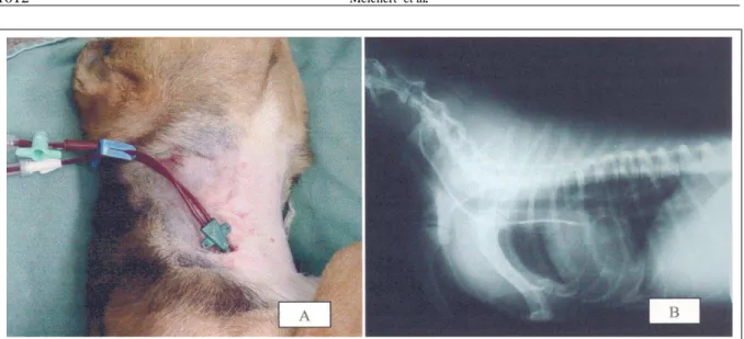 Figura 1- A) Cateter de duplo lúmen inserido na veia jugular externa direita de cão com insuficiência renal aguda nefrotóxica; B) Avaliação radiográfica do posicionamento cateter de duplo lúmen, localizado no átrio direito.