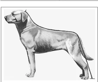 Figura 1 - Obtenção da estatura do cão para o cálculo do índice de massa corporal canino (IMCC)