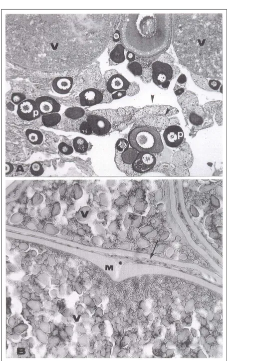 Figura 1 - Fotomicrografias de ovários de matrinxã. A – controle (alimentação diária); B - experimental (alimentação por três dias/restrição por dois dias)