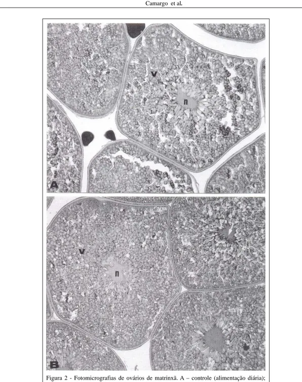 Figura 2 - Fotomicrografias de ovários de matrinxã. A – controle (alimentação diária); V – vitelo; p – ovócito no estágio perinucleolar; cabeça de seta – ninhos de ovócitos no estágio cromatina nucléolo