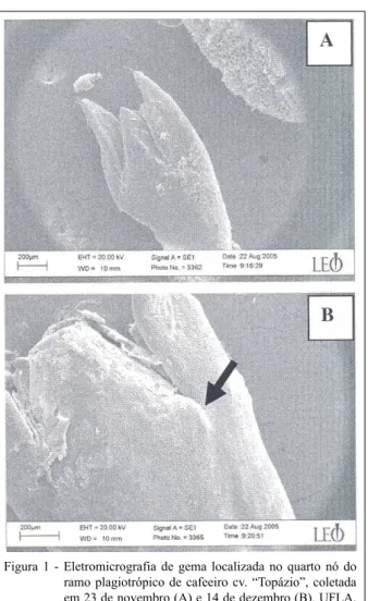 Figura 1 - Eletromicrografia de gema localizada no quarto nó do ramo plagiotrópico de cafeeiro cv