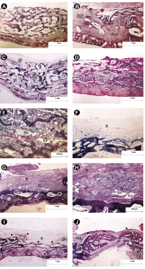 Figure 2. Histological characteristics observed in each group. Panels A and B represent specimens treated with autograft