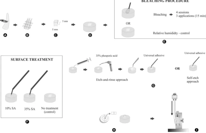 Figure 1: Schematic illustration. The roots were removed from bovine incisors (A), crowns (B) were sectioned into 5x5 mm specimens (C), which  were included into acrylic resin and ground to plane intracoronal dentin (D)