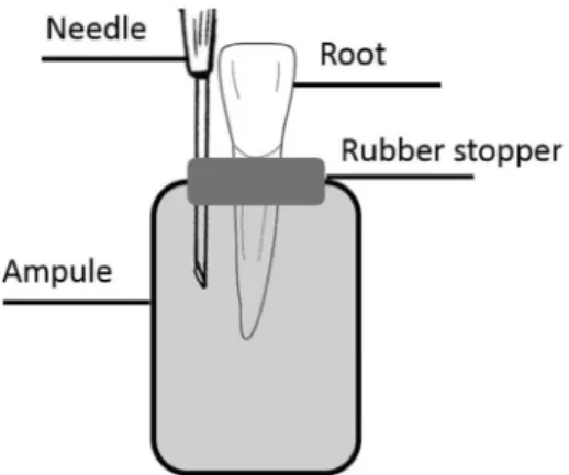 Figure 1. A schematic showing the apparatus used to evaluate the  collection of apically extruded debris