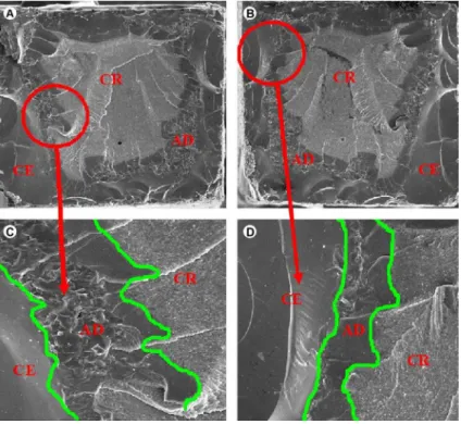 Figure 2. SEM micrographs of beams fractured within the adhesive and resin cement. Images A and B correspond to a Type IV fracture on  opposite sides of the same sample, at a lower (×100) magnification