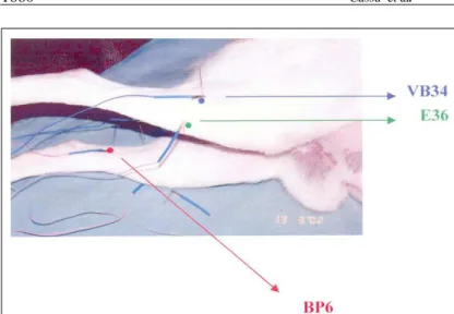 Figura 2 - Cão tratado com eletroacupuntura bilateral nos pontos E 36, VB 34 e BP