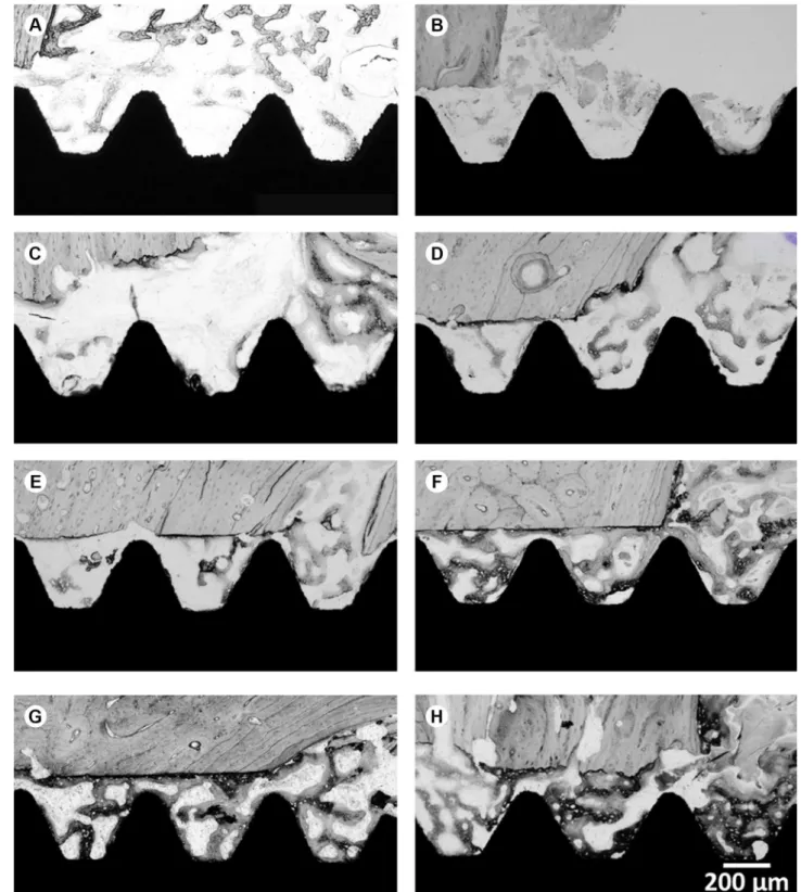 Figure 2. Photomicrographs (A), (C), (E) And (G) represent the TN group at 7, 14, 21 and 28 days, respectively