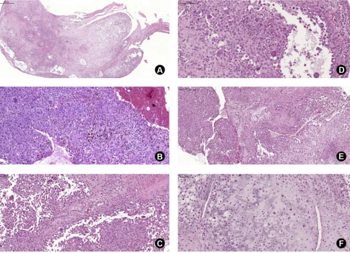 Table 1. Antibodies used in this study