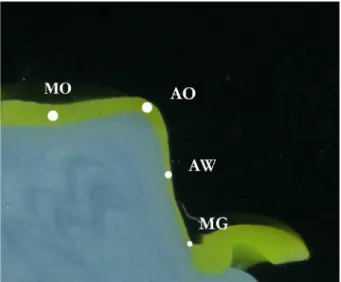 Figure 3 shows a representative ImageJ image illustrating  how measurements were made using the straight-line  selection tool.