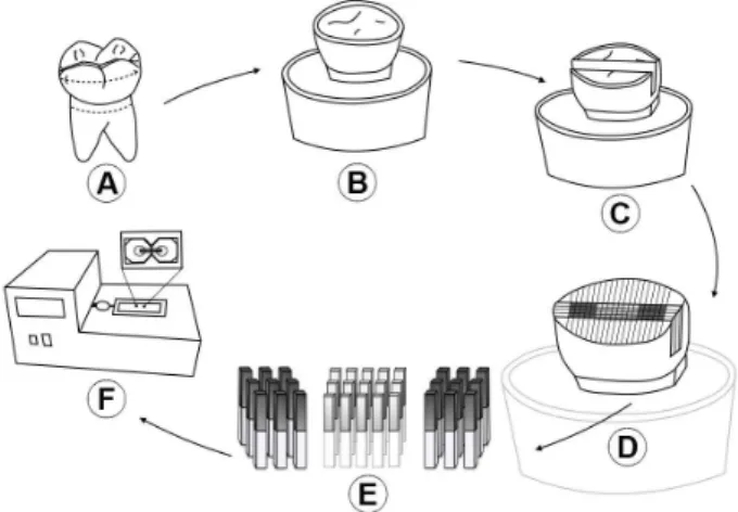 Figure 1. Schematic illustration of extracted tooth before enamel  and root removal (A); Sample fixation on PVC stub pre-filled with  acrylic-resin (B); Class II (MOD) 4 mm wide x 3 mm deep cavity  configuration (C); Composite restoration by incremental te