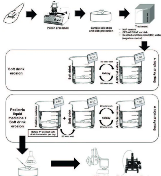 Figure 1. Schematic design of the experimental protocol. 