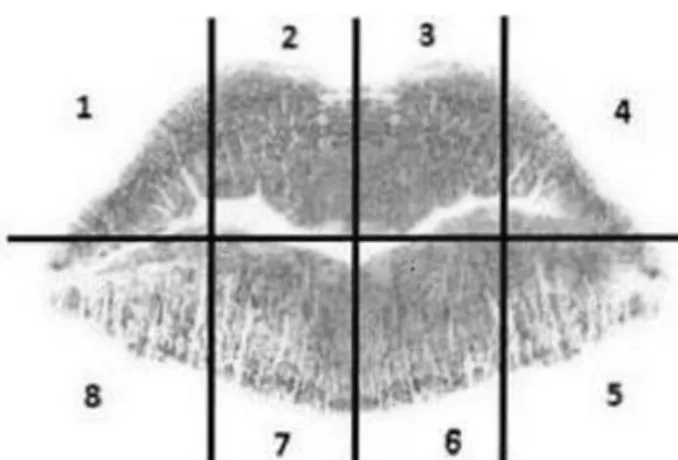Figure 1. Schematic division of the lips into eight sub-quadrants, as  follows: 1 and 2: upper right subquadrants; 3 and 4: upper left  sub-quadrants; 5 and 6: lower left sub-sub-quadrants; and 7 and 8: lower  right sub-quadrants.