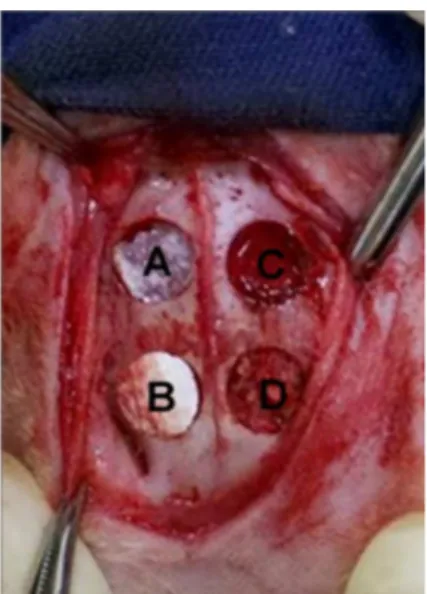 Figure 2. Bone defects created in rabbit calvaria. Biomembrane (A),  Scaffold (B), Blood clot  (negative control) (C) and Autologous bone  (positive control) (D)