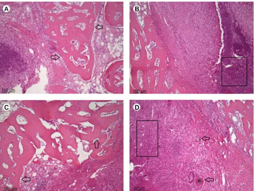 Figure 5. (30 days) A: Biomembrane: inflammatory process of moderate amplitude still persistent (delimitation), without complete linear closure  of the experimental defect