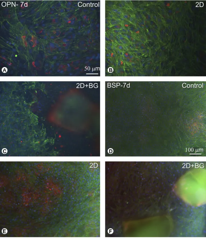 Figure 2. Osteogenic cells grown on different two-dimensional surfaces (control, 2D and 2D+BG) at 7 days