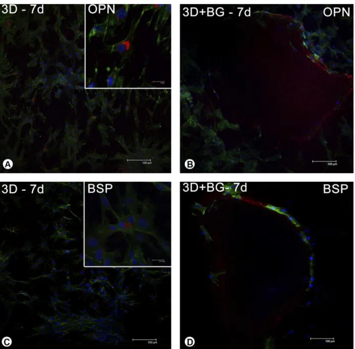 Figure 3. Osteogenic cells grown on different three-dimensional surfaces (3D and 3D+BG) at 7 days