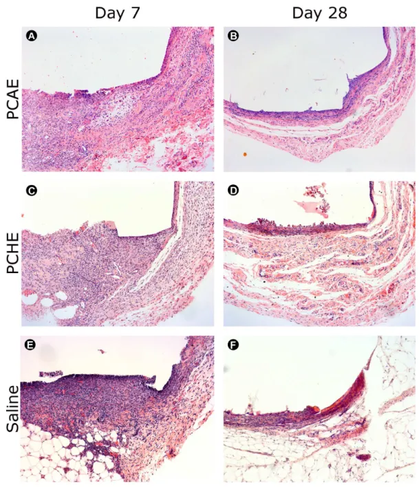 Figure 4. Representative images of histological findings in the area of tubes opening