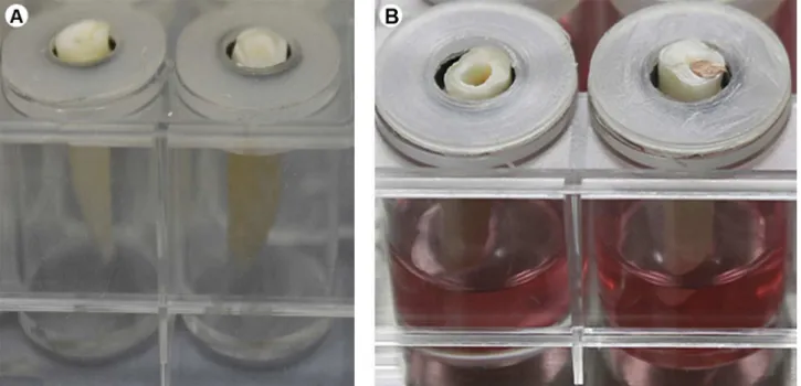 Figure 1. The device specially designed for this experiment. A: Circular nylon devices with the root