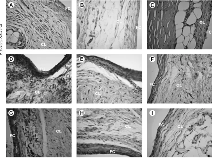 Figure 2. Histological features of the fibrous capsule (FC) and surrounding tissues in each experimental times: At 7 days