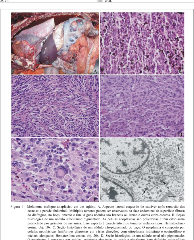 Figura 1 - Melanoma maligno anaplásico em um eqüino. A. Aspecto lateral esquerdo do cadáver após remoção das costelas e parede abdominal