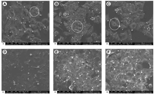 Figure 2. Representative photomicrographs of the MDPC-23 cells morphology observed by SEM; original magnification, 1000´