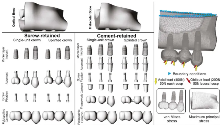Figure 1. Schematic view of simulated solid and meshes of structures with analyzed structures, load conditions and restrictions.
