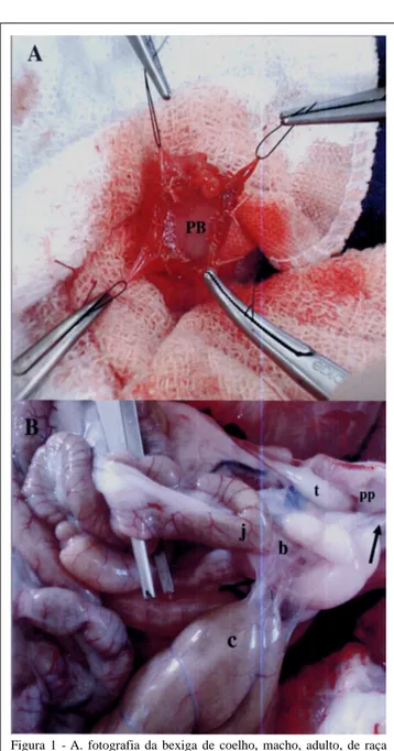 Figura 1 - A. fotografia da bexiga de coelho, macho, adulto, de raça Nova Zelândia, no período transoperatório, na qual se verifica o implante de peritônio bovino (PB) totalmente fixado à parede vesical