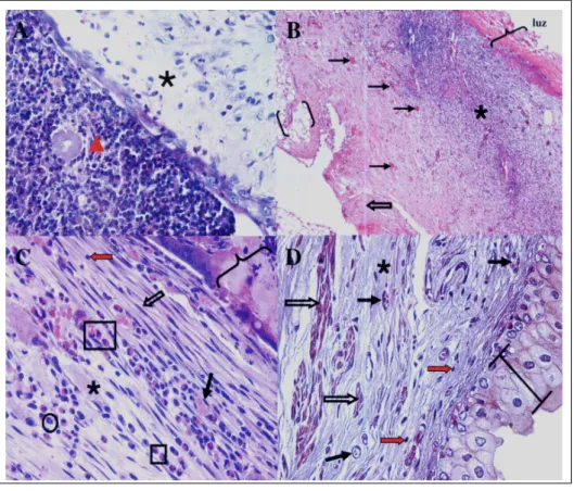 Figura 2 - Fotomicrografia da região do implate de biomembrana na bexiga de colelho, macho, adulto, da raça Nova Zelândia