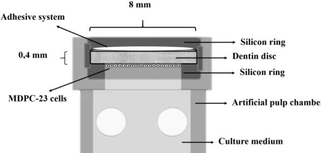Figure 1. Schematic image of the artificial pulp chamber (APC). Dentin disc was adapted to the APC, remaining between two silicon o’rings