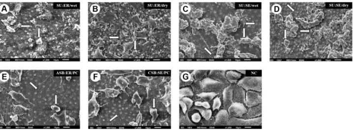 Figure 3. SEM 1,000. Set of images representative of MDPC-23 cells seeded onto dentin for the experimental and control groups